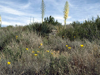 Calochortus clavatus var. gracilis (Slender mariposa lily)