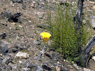 Calochortus concolor (Goldenbowl mariposa lily)