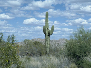 Carnegiea gigantea (Saguaro)