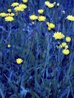 Crepis acuminata (Tapertip hawksbeard)