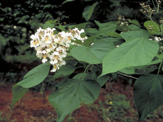 Catalpa speciosa (Northern catalpa)