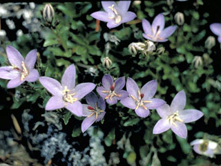 Campanula piperi (Olympic bellflower)