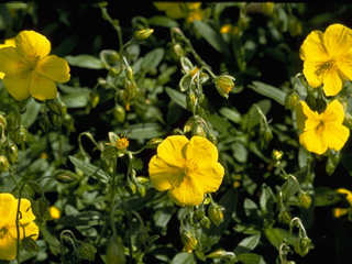 Helianthemum canadense (Longbranch frostweed)