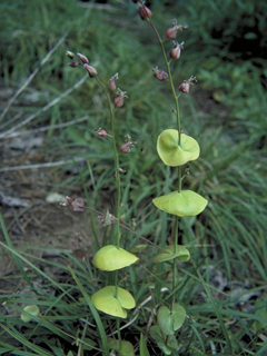 Streptanthus tortuosus (Shieldplant)