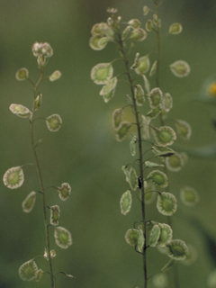 Thysanocarpus curvipes (Sand fringepod)