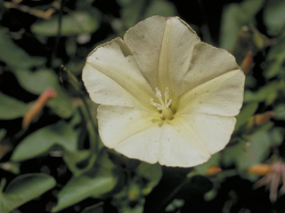 Calystegia longipes (Paiute false bindweed)