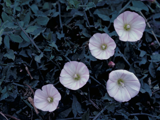 Calystegia occidentalis ssp. occidentalis (Chaparral false bindweed)