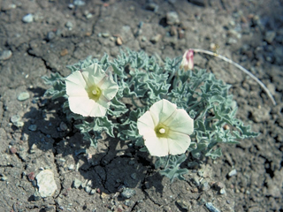 Calystegia occidentalis var. tomentella (Chaparral false bindweed)