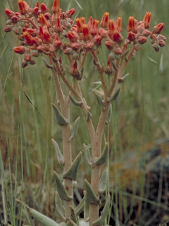 Dudleya lanceolata (Lanceleaf liveforever)