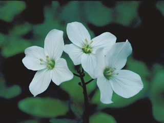 Cardamine californica (Milkmaids)