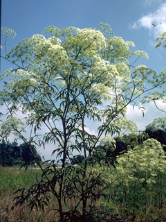 Cicuta maculata (Spotted water hemlock)