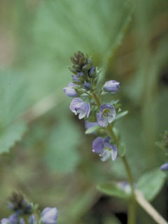 Veronica serpyllifolia ssp. humifusa (Brightblue speedwell)