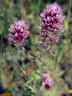 Castilleja densiflora ssp. densiflora (Denseflower indian paintbrush)