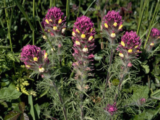 Castilleja exserta ssp. latifolia (Wideleaf indian paintbrush)