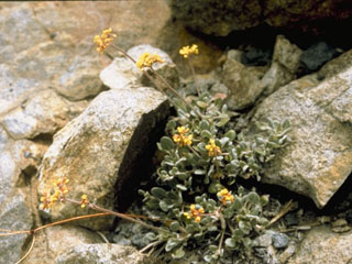 Eriogonum incanum (Frosted buckwheat)