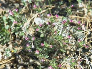 Collomia heterophylla (Variable-leaf collomia)