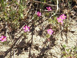 Leptosiphon ciliatus ssp. ciliatus (Whiskerbrush)