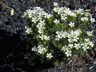 Leptosiphon nuttallii ssp. nuttallii (Nuttall's linanthus)