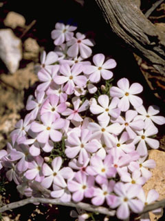 Phlox austromontana (Mountain phlox)