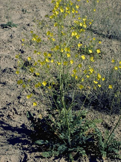 Camissonia munzii (Death valley suncup)