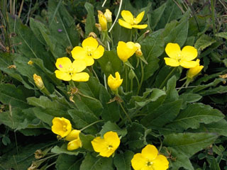 Camissonia ovata (Goldeneggs)