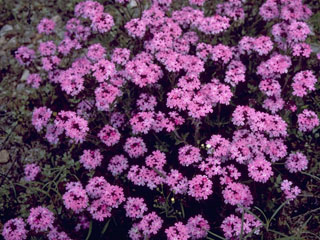 Verbena goodmanii (Vervain)