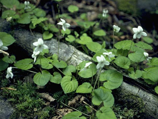 Viola blanda var. palustriformis (Sweet white violet)