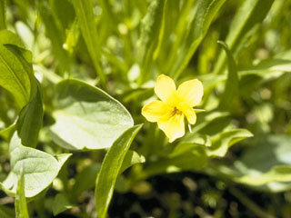 Viola sheltonii (Shelton's violet)