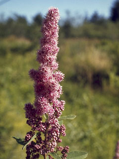 Spiraea douglasii (Rose spirea)