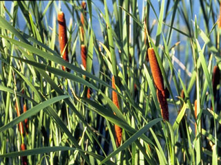 Typha angustifolia (Narrowleaf cattail)