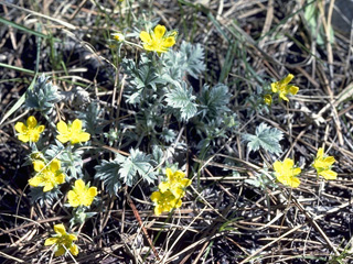 Argentina anserina (Silverweed cinquefoil)