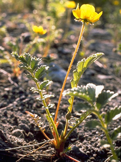 Argentina egedii ssp. egedii (Pacific silverweed)