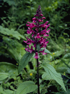 Stachys chamissonis var. cooleyae (Coastal hedgenettle)