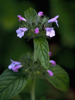 Clinopodium vulgare (Wild basil)