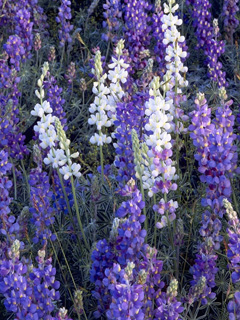 Lupinus grayi (Sierra lupine)