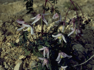 Clematis columbiana var. columbiana (Rock clematis)