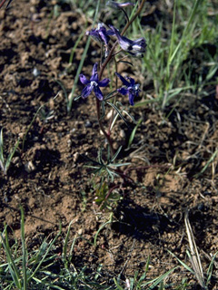 Delphinium alpestre (Colorado larkspur)