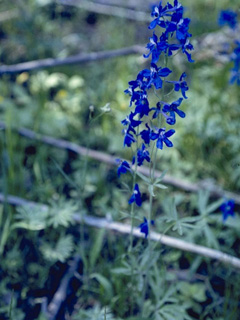 Delphinium decorum (Coastal larkspur)