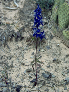 Delphinium ramosum (Mountain larkspur)