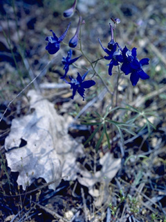 Delphinium umbraculorum (Umbrella larkspur)