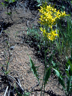 Crepis intermedia (Limestone hawksbeard)