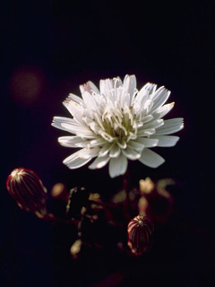 Malacothrix saxatilis (Cliff desertdandelion)