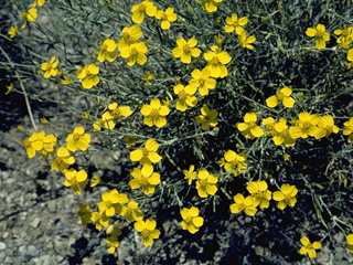 Psilostrophe sparsiflora (Greenstem paperflower)