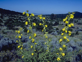 Silphium laciniatum (Compassplant)