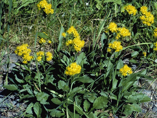 Oreochrysum parryi (Parry's goldenrod)