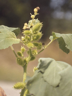 Xanthium strumarium var. canadense (Canada cocklebur)