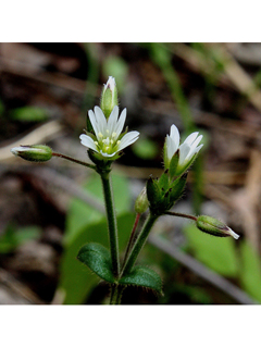 Cerastium nutans var. nutans (Nodding chickweed)