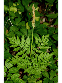 Botrychium virginianum (Rattlesnake fern)