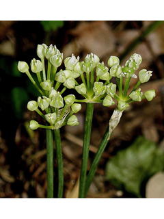 Allium burdickii (Narrowleaf wild leek)