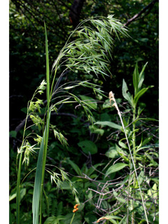 Bromus ciliatus var. ciliatus (Fringed brome)